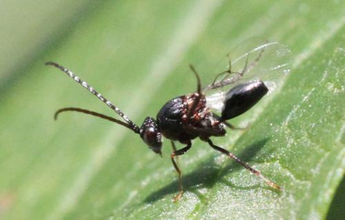 Callaspidia sp.